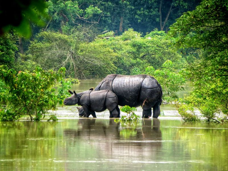 Itanagar to kaziranga 